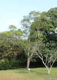 Image result for Erythroxylum zambesiacum