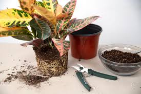 You are trying to conserve moisture so don't make your life harder by repotting ferns into terra. How To Root Prune A Rootbound Plant