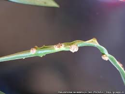 Image result for pseudomonas savastanoi pv nerii oleander symptoms