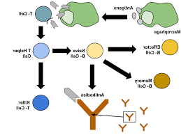 Functions Of The Immune System Online Reviews Serp Chem Eu