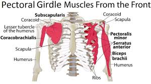 Top 10 Strongest Muscles In The Body Pouted Com In 2020 Shoulder Blade Muscles Muscle Anatomy Pectoral Muscles