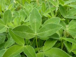 Image result for Grona setigera