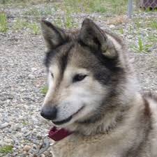 Search for dogs for adoption at shelters near anchorage, ak. Anchorage Animal Care And Control Home Facebook