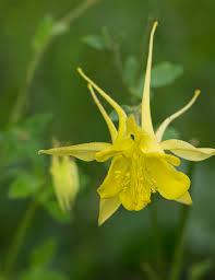 We did not find results for: Top 10 Drought Tolerant Plants For Colorado Resource Central