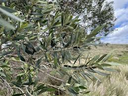 Image result for Olea chimanimani