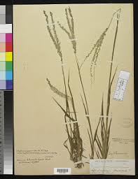 Image result for Digitaria gymnostachys