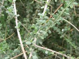 Image result for Maerua parvifolia