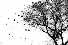 Black And White Bird Pictures Pin By Kristyna Slezakova On For The Home Black And White Birds Black And White Girl Black And White Google