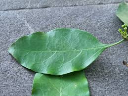 Image result for Canthium inerme