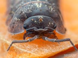 Image result for Pseudopod Ospermum