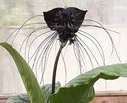 Tacca Chantrieri 10 Seeds The Black Bat Flower Garden Bat Flower Bat Plant Rare Flowers