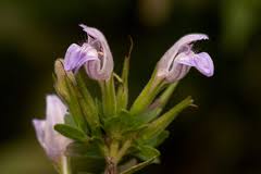 Image result for Hygrophila uliginosa