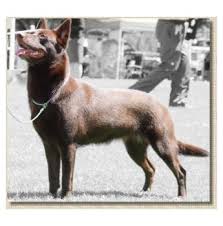 £342 for non kc registered dogs. Registered Australian Kelpie Dog Breeders Australia