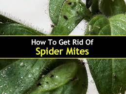 Spider mites damage plants by inserting their stylet mouthparts into individual plant cells and withdrawing cellular liquids and contents. How To Get Rid Of Spider Mites