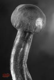 Image result for Trichocladus goetzei