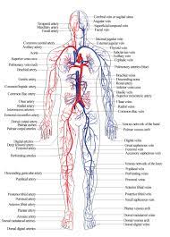 Diagram Of Venous System Of Human Body Nroer File Image Arterial And Venous System Of Humans Human Body Systems Human Body Diagram Arteries And Veins