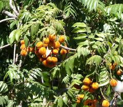 Image result for Meliaceae