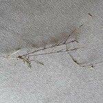 Image result for Wahlenbergia capillacea