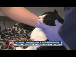 How Long Can A Cat Go Without Water Cat Dehydration Faqs 2022