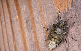 In that time, we've become an industry leader in. Boxelder Stink Bugs On The Side Of Your Home Fall Pests In Henrico Va