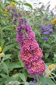 Buddleja X Weyeriana