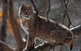 However, due to agriculture expansion and hunting for their fur. Discover Nature Bobcats Kbia