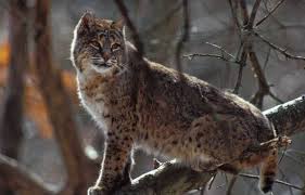 9,026 likes · 485 talking about this. Discover Nature Bobcats Kbia