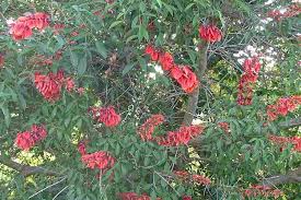 Image result for Erythrina × coddii