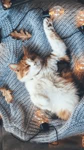 Pin On Mobile Iphone Cat Wallpapers