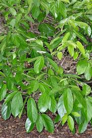 Image result for Premna