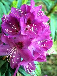 Rhododendrons In The Pacific Northwest A Spring Perk Rhododendron Flowers Pacific Northwest