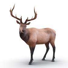 Elk Pose 2 3d Model 3d Model Real Model Poses