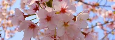 Those that flower in summer should be pruned in winter or early spring for best results. When Is The Best Time To Prune A Cherry Blossom Tree Tree Surgeons Essex T H Tree Services Tree Care