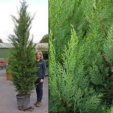 Leylandii Trees Cypress Fast Growing Trees Tree Nursery Fast Growing Evergreens