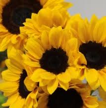 Regular and direct delivery of fresh cut flowers from the best plantations from ecuador, colombia, kenya, holland and israel to various regions of russia at low prices! Tfs Roanoke Southwest Virginia S Wholesale Floral Supplier