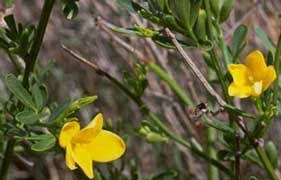 Jazmín - Jazmines en INFOJARDIN.