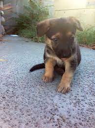 Meka 7 Weeks Old German Shepherd Cuteness Puppy Doggy Gsd Animal Lover German Shepherd Puppies Gsd Puppies