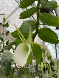 Image result for Angraecum infundibulare