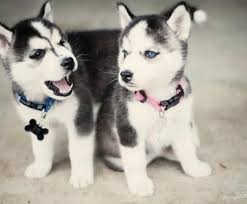 Animal watch will share with you the facts that tell these two basal an. Pawerfulmx On Twitter Cute Husky Puppies Husky Puppy Cute Husky