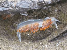 Image result for Craspedorhachis