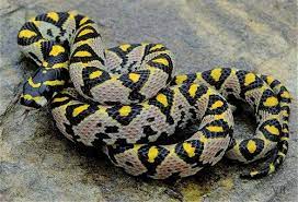 Mandarin Rat Snake Reptiles Pet Snake Rat Snake