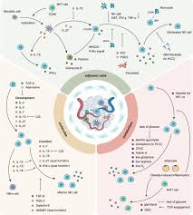 The production of abnormally high levels of free radicals is the mechanism by which ionizing radiation kills cells. Natural Killer Cells In Cancer Biology And Therapy Molecular Cancer Full Text