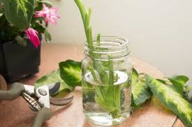 Maybe you would like to learn more about one of these? How To Propagate Dieffenbachia Hunker Plant Care Houseplant Propagating Plants Plants