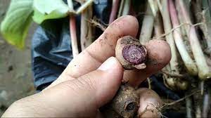 100 Thai Black Ginger Crude Powder 100 Grams The Jamu Shop Intensify Libido Naturally With The Black Ginger The Rare Black Ginger In Powder Form So Our Customers Know They