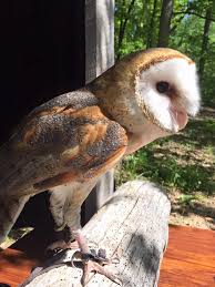 Pin By Dawn Trainor Griffard On World Bird Sanctuary World Birds Animals Bird