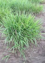 Image result for Paspalum