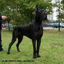Pure black great danes are produced by a black/black breeding. Another Handsome Black Great Dane Dane Dog Great Dane Dogs Black Great Danes