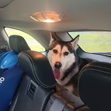 Lost dog, anyone missing their sweet huskey? Found sprinting down Leonard  near Linden!