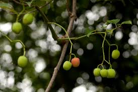 Image result for Cissus integrifolia