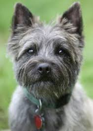 About Toto Dorothy S Dog Wizard Of Oz Fun Facts Cairn Terrier Cairn Terrier Puppies Dogs